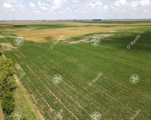Campo en Venta de 300 Has en Pila
