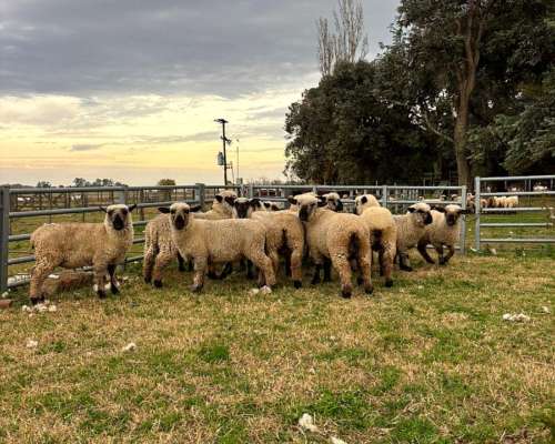 Borregas Hampshire Down Cara Negra