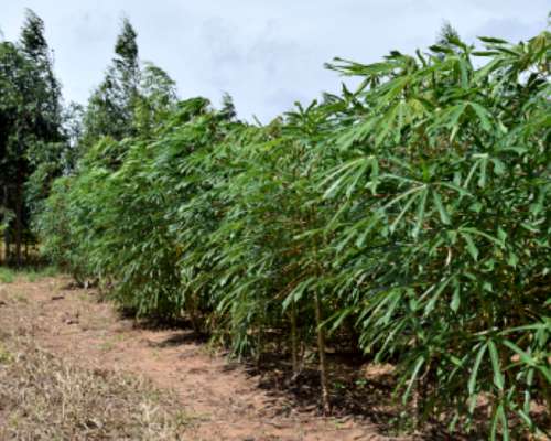 520 Hectareas en Corrientes