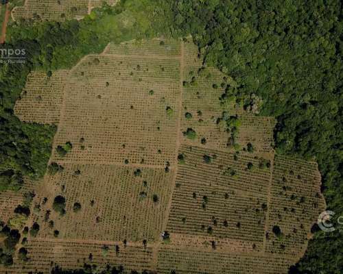 Se Vende Chacra con Yerba en Colonia Naranjito Misiones 31 H