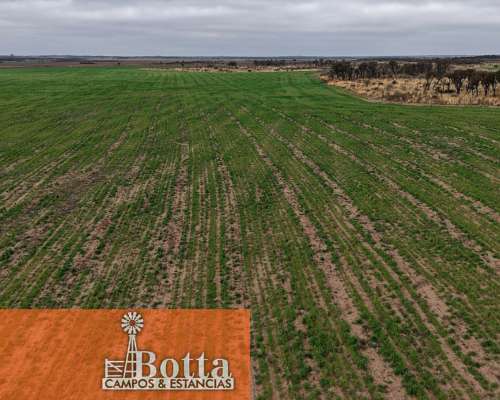 Campo Alfalfero en Venta — 1.220 Has Batavia, San Luis