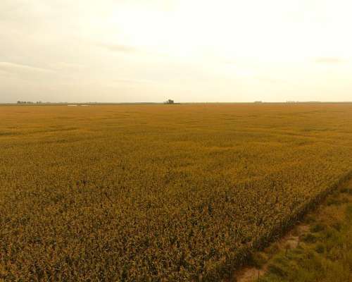 Campo en el Fortin, Córdoba 115 Has en Venta