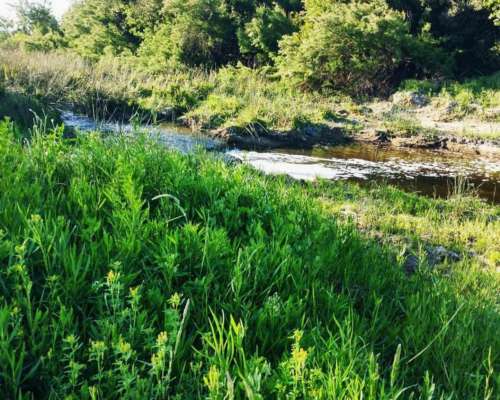 Las Flores, Buenos Aires - 44 Ha