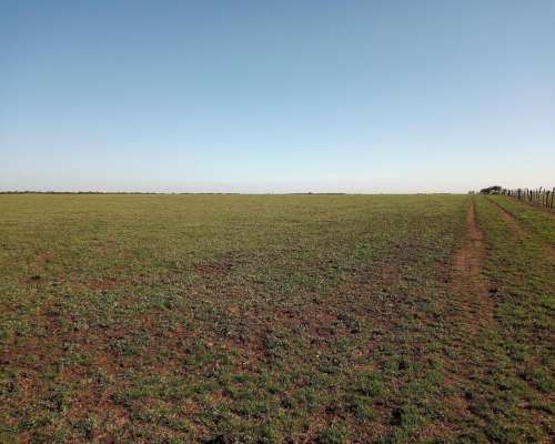 1600ha en Doblas la Pampa