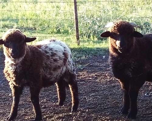 Corderos para Reproductor o Consumo