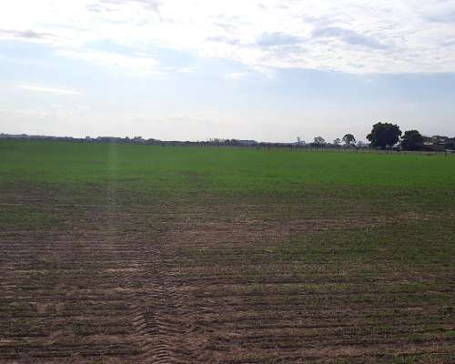 Campo Agrícola de 24,5 Hectáreas con Mejoras en San Nicolas