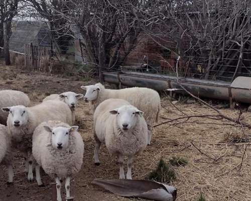 Carneros y Ovejas Texel