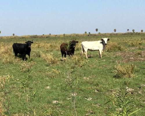 Dueño Vende 7.000has Ganaderas a 100km de las Lajitas, Salta