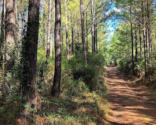 Campo Ganadero Forestal. 215 Ha con 120 Ha de Pino 15 Años
