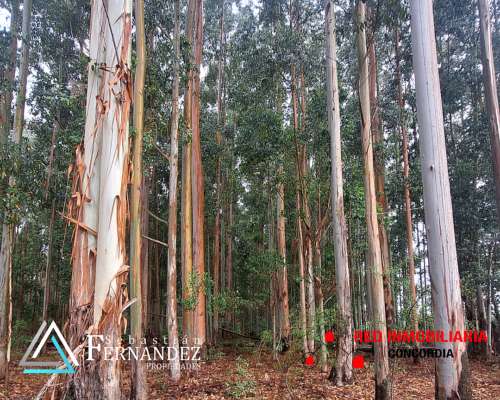 83 Has Forestales a 1 km de Asfalto