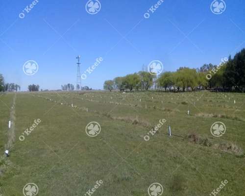 Campo en Venta 460 Has en Rauch