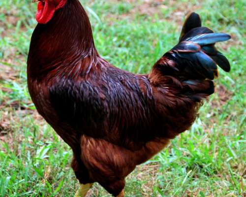 Gallo Puros de Raza Rhode Island RED - Playmund Rock