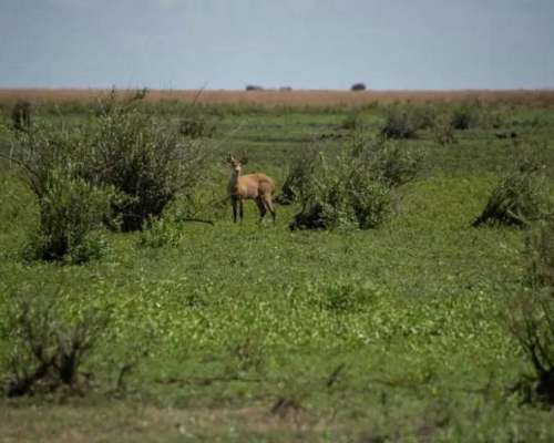 Vendo Campo en el Iberá 18.000 Has.