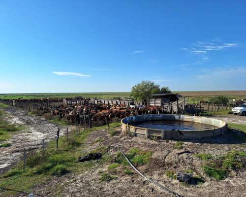 Campo Campo Ganadero en Producción. Apto para Agricultura.