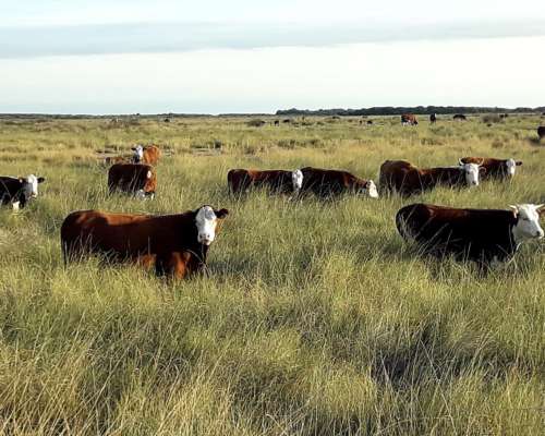 Vendo 3500 Ha Ganaderas Laboulaye