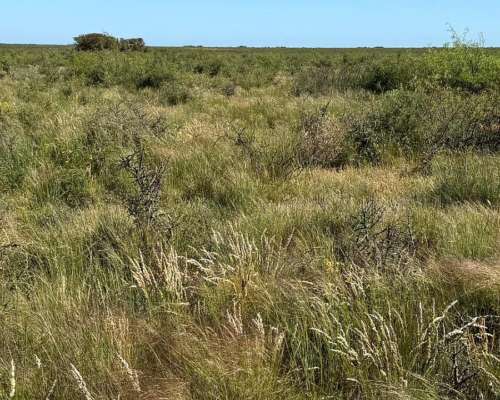 2431 Has Secano en Venta Patagones