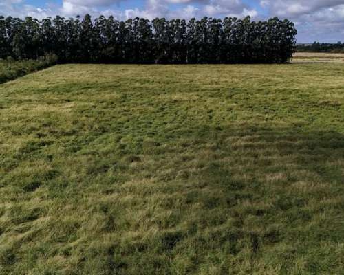 Colonia Pando, San Roque, Corrientes - 50 Ha