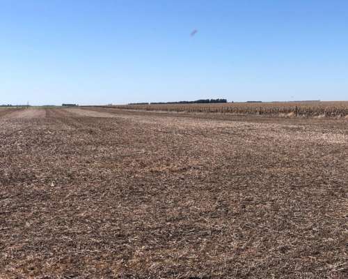 118 Has. Tres Arroyos - Agricola