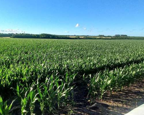 Campo Agricola de 120 Hectáreas