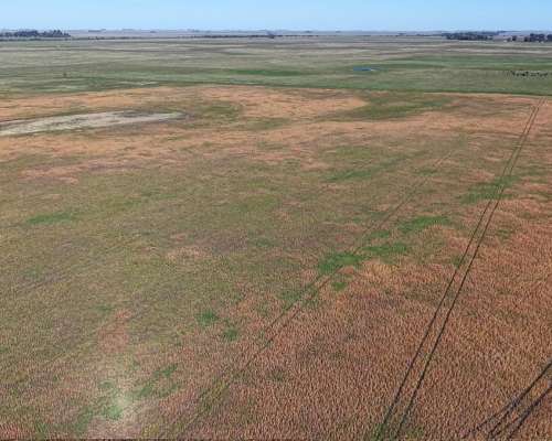 Ibañez, Gral Belgrano (BS As)- 70 Ha Agrícolas para Alquilar