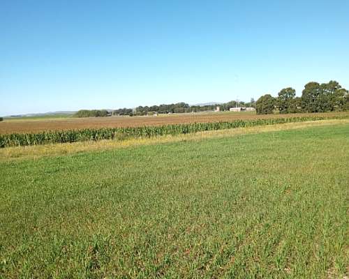 Vendo 70 Has Agrícolas Cnel Pringles