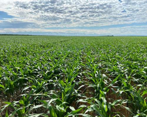 Exc. Campo Agrícola con Riego Pivot, los Cerrillos, San Luis