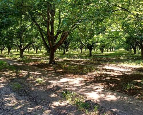 Gualeguay, Entre Ríos - 7,5 Ha