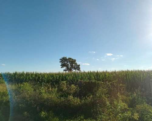 Venta 29,5 Ha Agrícolas en Capilla de Sitón