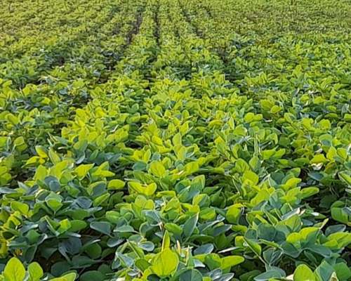 Campo Agrícola 168 Has - a 8 km de San Bernardo Chaco