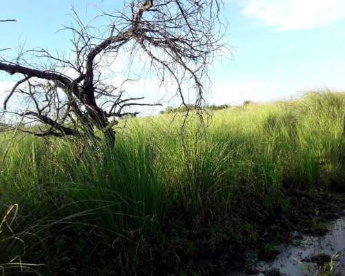 Campo Mixto 286 Hectareas
