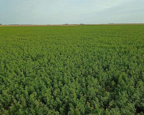 Rollos de Alfalfa 2026