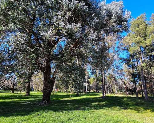 71 Has. Campo Agrícola con Mejoras y Arboleda en Torres