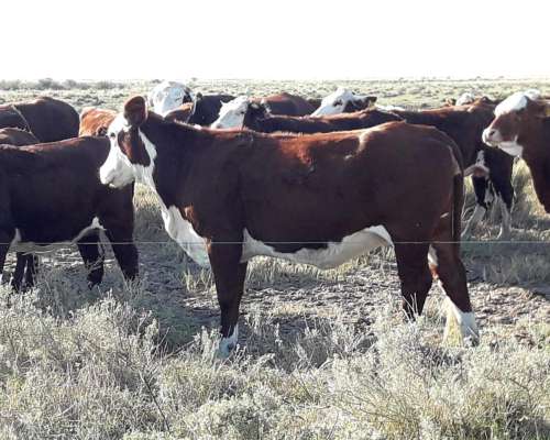 Vendo 3500 Ha Ganaderas Laboulaye