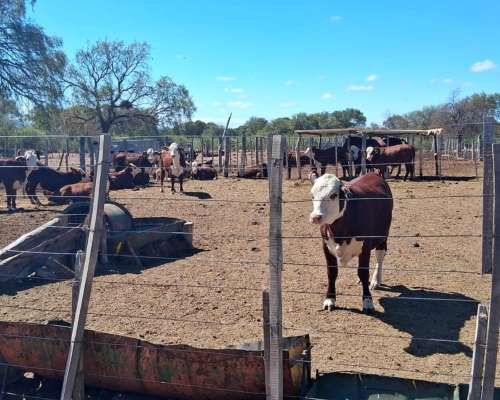 Campo Ganadero San Camilo, en la Rioja, 10493 Hectáreas