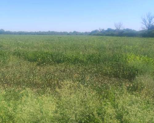 La Chacra 16 Hectáreas para Cultivo, Zona Cruz del Eje