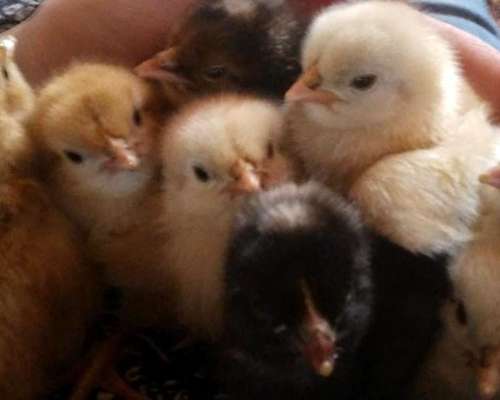 Pollitos de Campo, Razas Mixtas