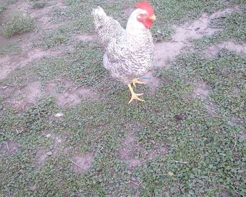 Gallos Bataras Puros Nuevos
