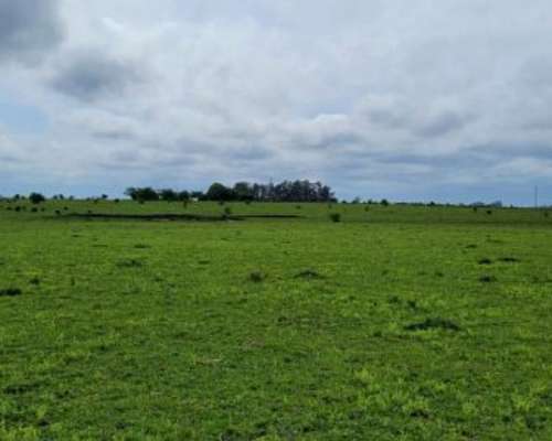 225 Ha en Ubajay - Dto. Colón. Entre Ríos