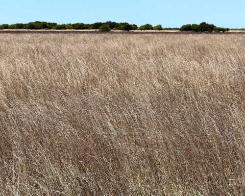 Campo en Venta 2500 HA. Ganadero. General Madariaga Retasado