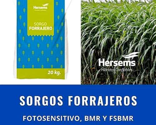 Sorgo Forrajero Hs Mursi