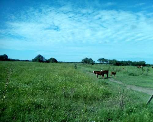 Campo en Alquiler en Suardi, Prov. Santa FE