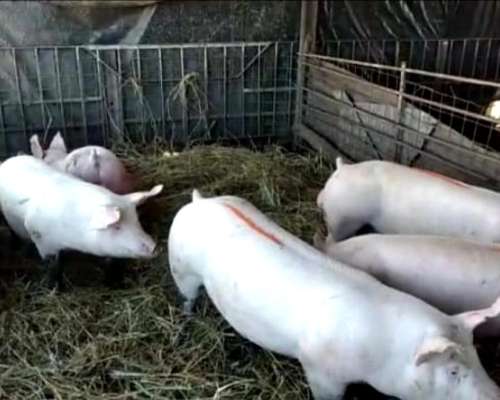 Machos Terminales Premium III