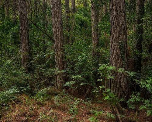 Chacra Forestal 50 Ha con 25 Ha de Pino de 21 Años