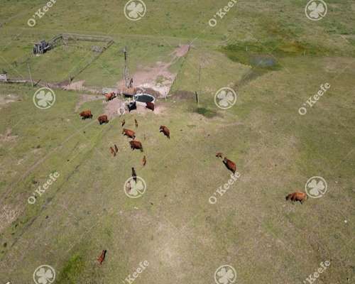 Chacra en Venta de 15 Has en Gral. Belgrano. Agricola