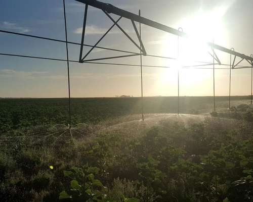 Sudoeste Pcia BS AS Campo Bajo Riego