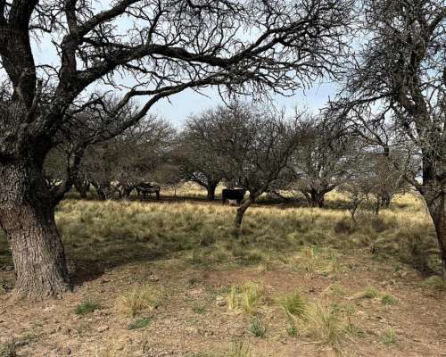 500ha Agrícola-ganaderas Sobre Ruta Nacional 35