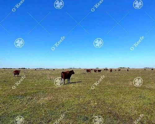 Campo en Venta de 450 Has en Magdalena. Ganadero