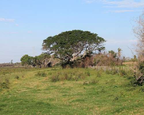 Ctes0028 Venta 7.000 HA. Ganadero Saladas
