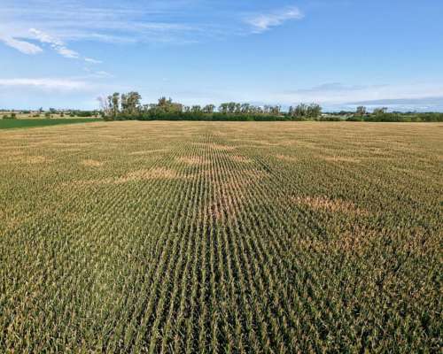 21 Has Agrícolas en San Genaro. Sobre Asfalto.
