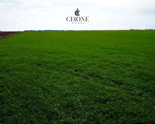 Venta - Campo - 12 Hectareas - Mechongue